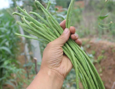 本地长豆角大量上市，货源充足，质量保证，