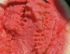 靖远硒砂瓜 专业团队收瓜