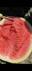 靖远硒砂瓜 专业团队收瓜