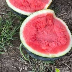 湖北黑皮无子上市