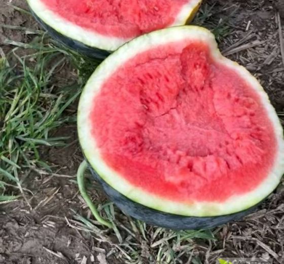 黑皮无籽价格