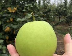 砀山苏翠一号梨，产地代办直销脆甜鲜