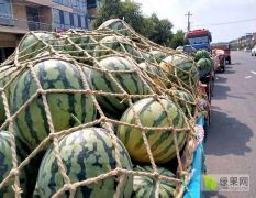 太康縣高賢鄉(xiāng)頭茬美都西瓜已經(jīng)上市