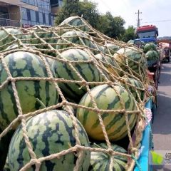 太康县高贤乡头茬美都西瓜已经上市