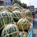 太康县高贤乡头茬美都西瓜已经上市