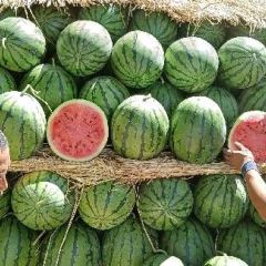 吉林地雷 7月10号上市 需要的联系我