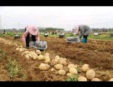 河南开封通许万亩土豆基地开圈上市