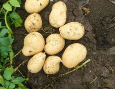 新野土豆大量上市供应