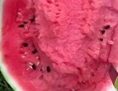 砀山西瓜基地产区大量有货需要联系