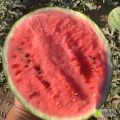 砀山县西瓜基地拱棚甜王大量有货量大从优