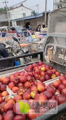 砀山黄河故道沙壤金矿·中油4号油桃16°脆甜爆汁