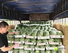 河南夏邑县供应二茬美都西瓜0.5元每斤