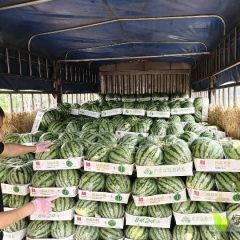 河南夏邑县供应二茬美都西瓜0.5元每斤