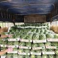 河南夏邑县供应二茬美都西瓜0.5元每斤