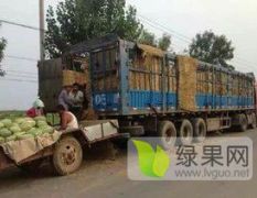 山西万亩西瓜基地