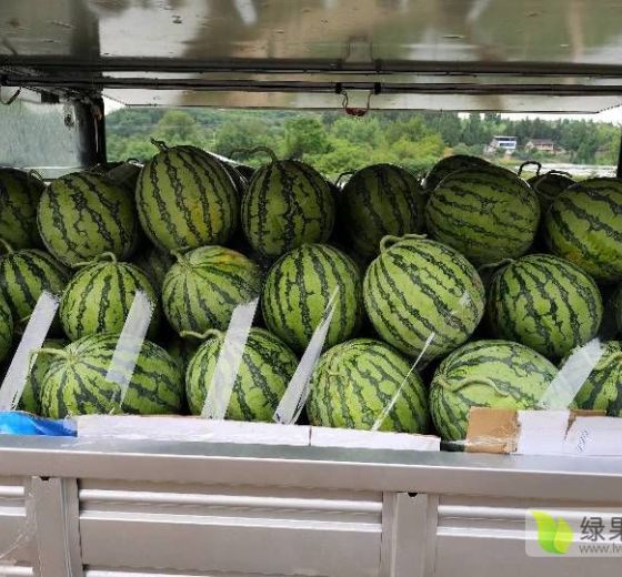 8424西瓜价格