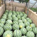宁乡大屯营美都西瓜麒麟西瓜2025已大量上市