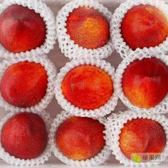 砀山油桃上市