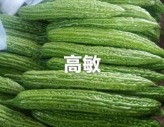 河南焦作苦瓜大量上市代办高敏诚信代收