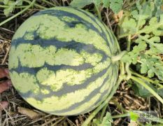 湖北鐘祥市有籽美都 確保質(zhì)量