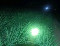 供应30---45公分露地韭菜，量大质优