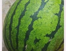 露天精品有籽西瓜