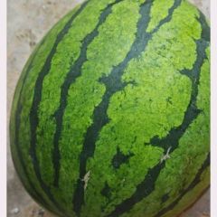 露天精品有籽西瓜