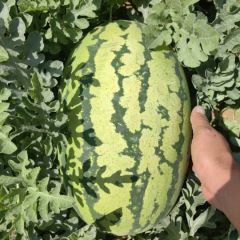 宁夏硒砂瓜批发，宁夏硒砂瓜产地直发