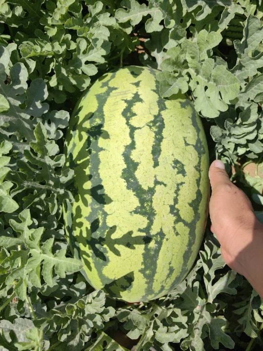 硒砂瓜价格