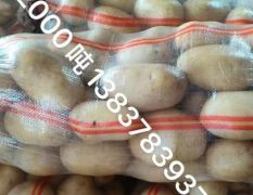 河南早期沃土质量非常的顶颜色非常漂亮