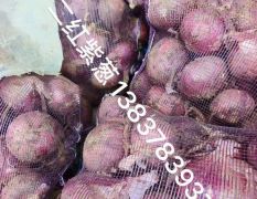 河南开封大量 最早期二红洋葱