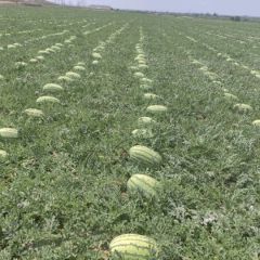 宁夏硒砂瓜批发，宁夏硒砂瓜基地价格，宁夏硒砂瓜产地