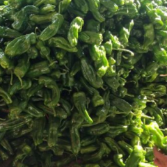 2025 安徽亳州产地直供 鲜辣椒 青辣椒