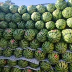 大量供应金花 宁夏石头瓜大量供应中