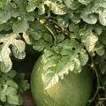 销售今城菠萝蜜西瓜和4K西瓜