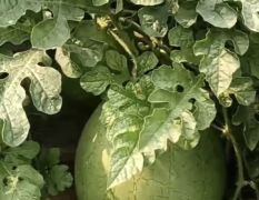 销售今城菠萝蜜西瓜和4K西瓜