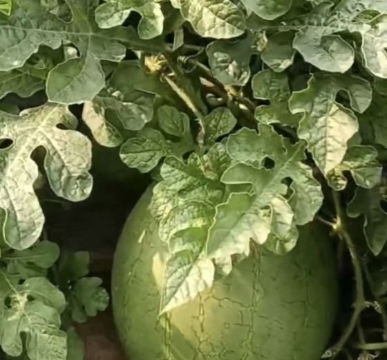 今城菠萝蜜价格