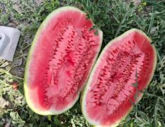 寧夏硒砂瓜