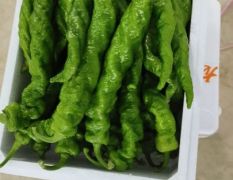 山西大同天镇大量鲜辣椒上市
