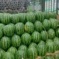 小宝西瓜代办代发