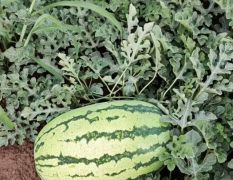 农民自驾种瓜，村里共种几百亩