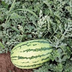 农民自驾种瓜，村里共种几百亩