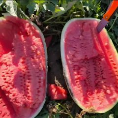 宁夏中卫西瓜代办/宁夏西瓜价格产地行情