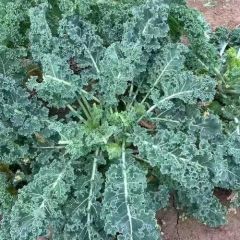 云南大理巍山羽衣甘蓝基地