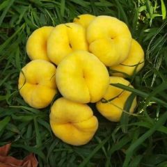 黄金蟠桃批发黄金蟠桃基地价格