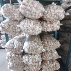 代收、代储存金乡大蒜、代加工发市场，冷库配资