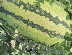 寧夏硒砂瓜