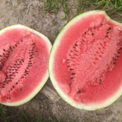 吉林地雷西瓜上市啦