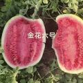 金花六号西瓜大量上市