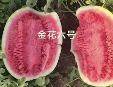 金花六号西瓜大量上市